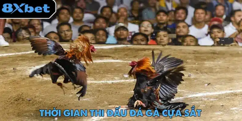 Không có quy định về số hiệp hay thời lượng cho mỗi trận đấu đá gà cựa sắt